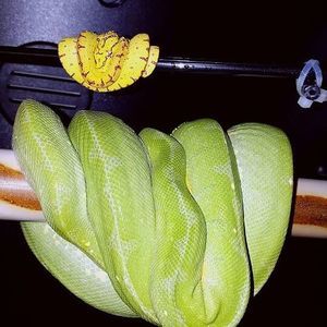 Meet your Posher, Kim